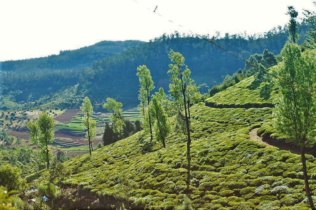 Coorg Coffee Plantation, Family Vacations