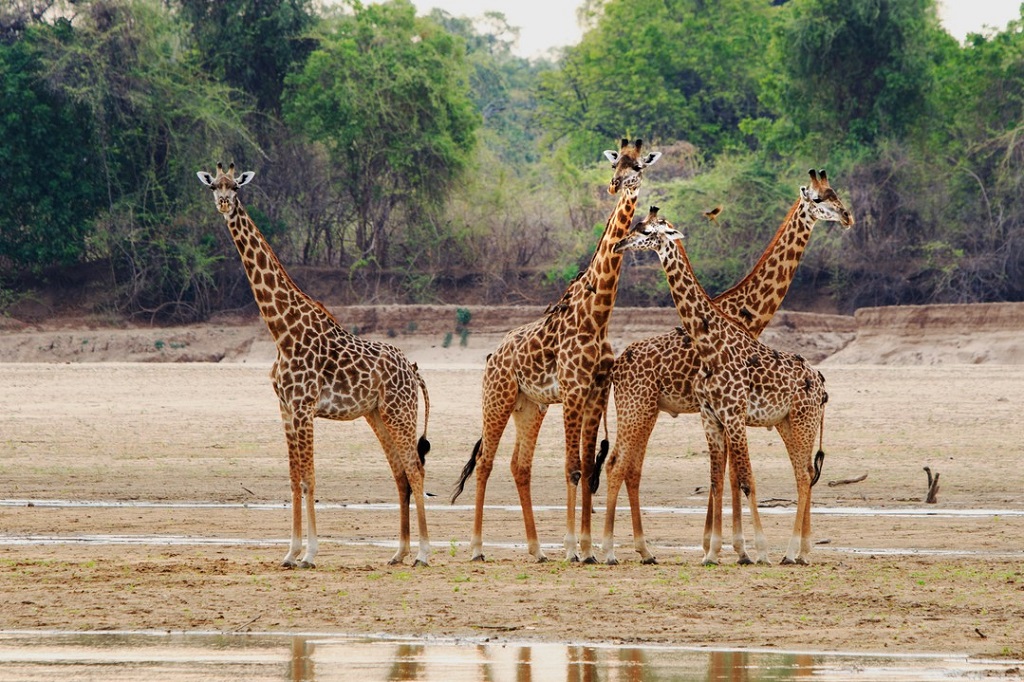 Giraffe Standing on the partially dry riverbed in South Luangwa National Park, Zambia,