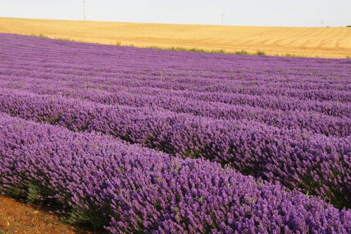 Heacham Lavender Fields Norfolk