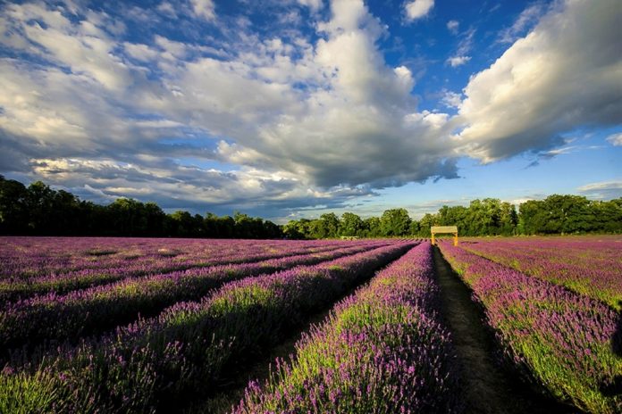 Lavender Fields Banstead Sutton