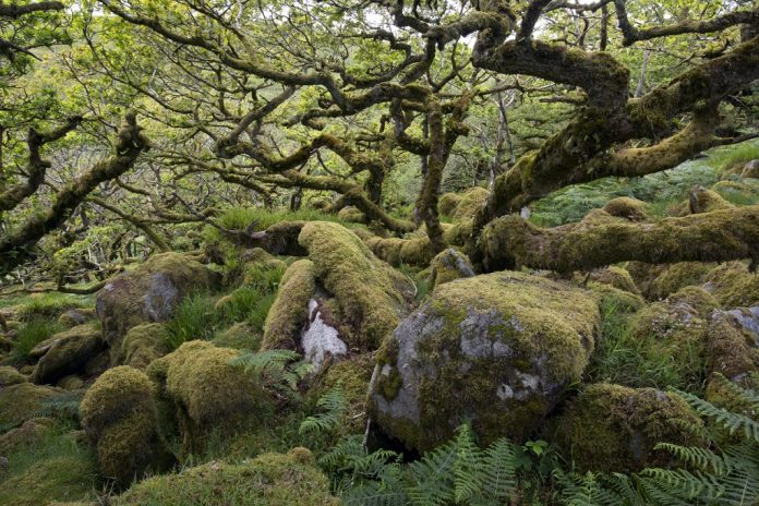 Wistman's Wood Dartmoor