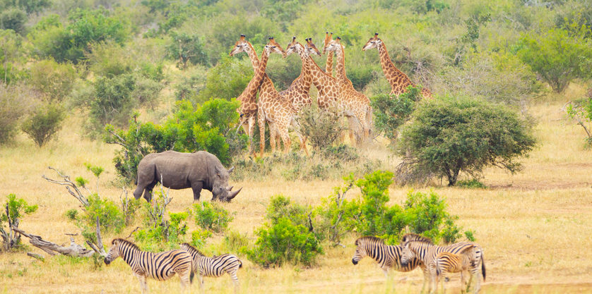 Safaris in Africa animals, zebra, rhino and giraffe in the savannah. Kruger National Park, South Africa. - visit Cape Town, safari in africa