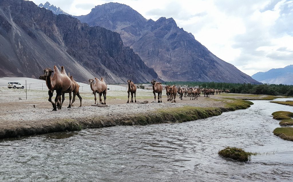 Nubra Valley Ladakh travel guide