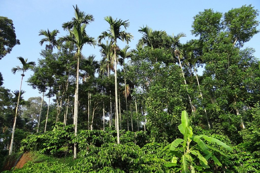 Lush green coffee plantation in Coorg