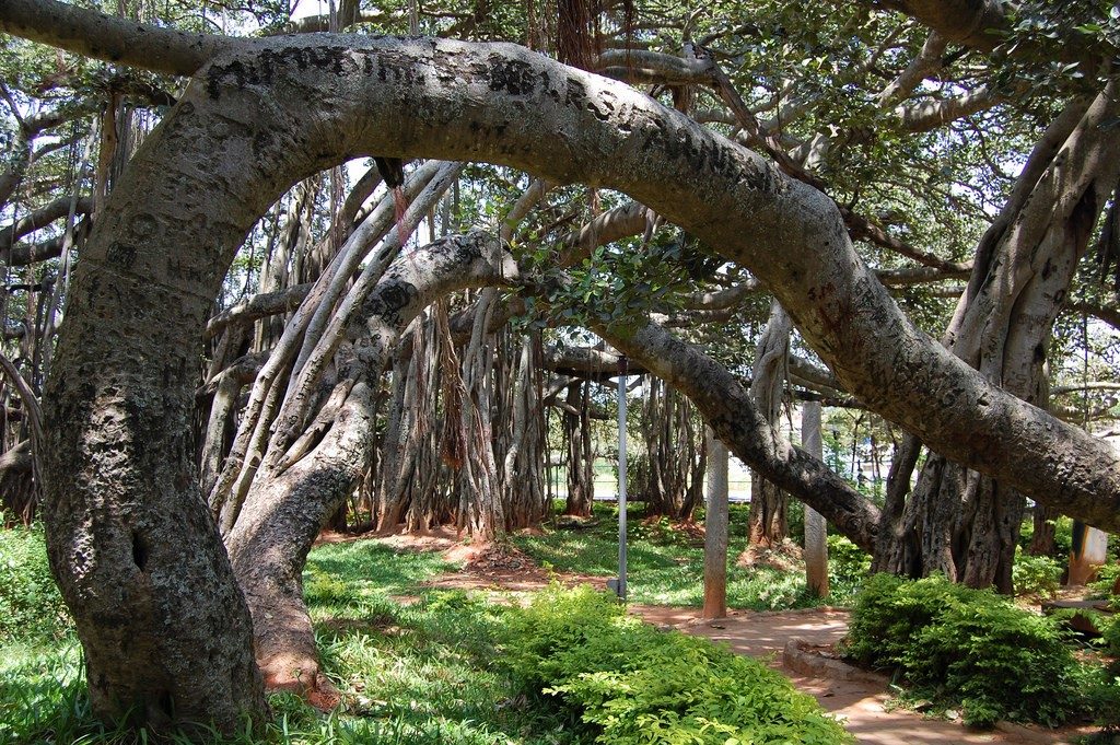 Big Banyan Tree at Bangalore is a great route for cyclists