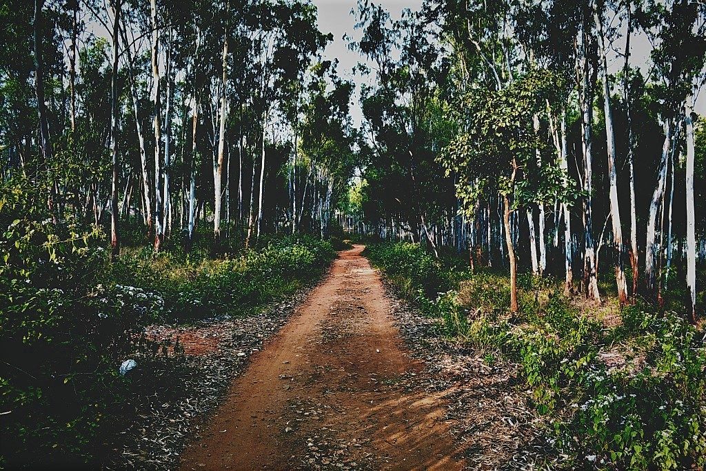 Turahalli Forest Path is one Bangalore's cycling trails