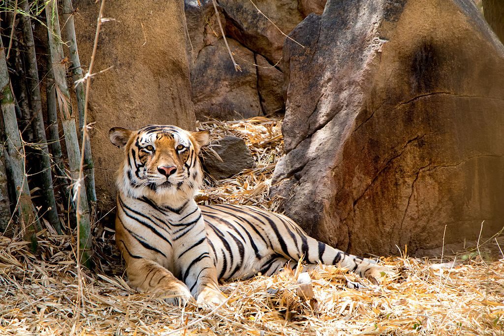 Bannerghatta is among the best National Parks in Karnataka to see a Tiger