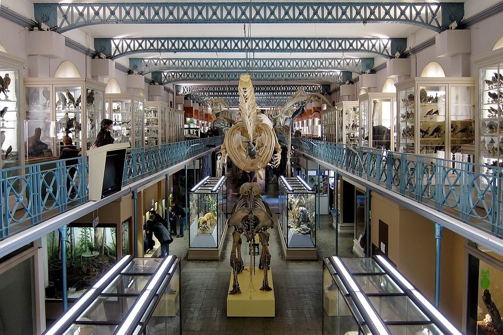 natural history museum lille