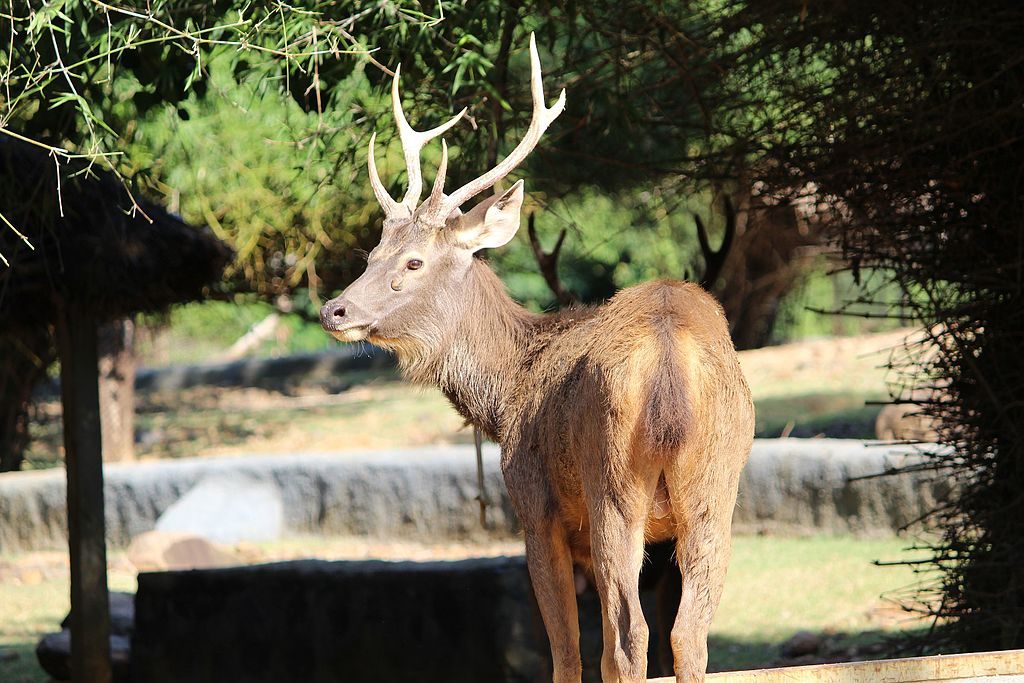 Deer_vandaloor_zoo_chennai