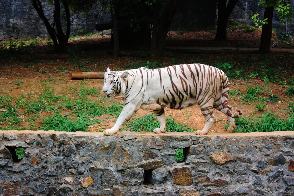 Vandalur-Zoo-Chennai