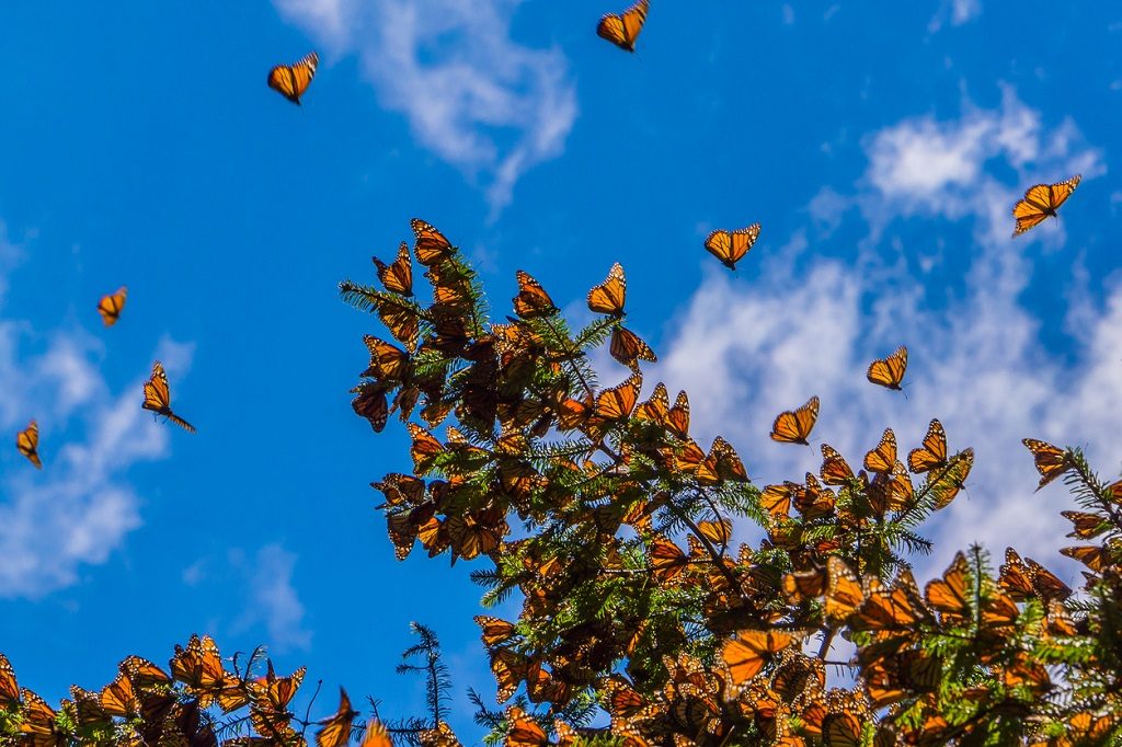 Monarch Butterflies Natural Phenomena