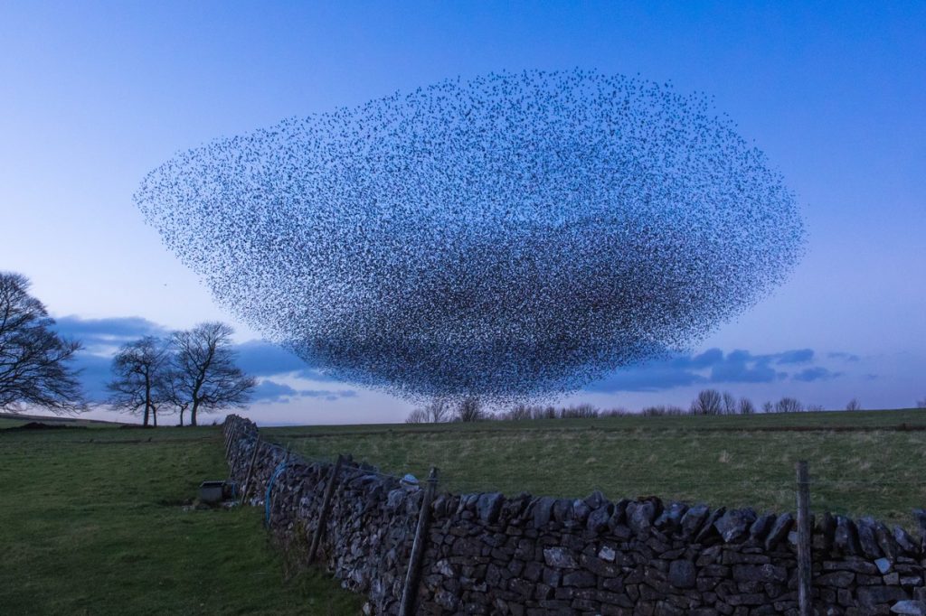 Starlings grouping together at dusk