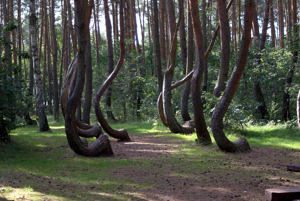 Interesting Fact Tree Krzywy Las Park Gryfino, Mysterious Destinations