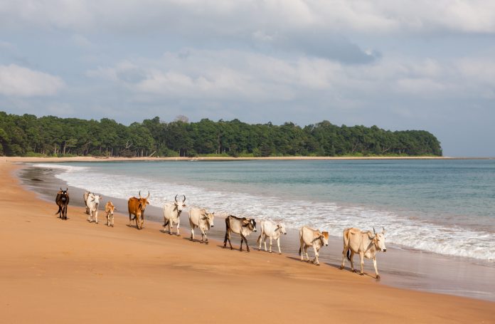 Cows walking along Butler Bay beach at Little Andaman island, Andamans, India. Andaman islands beautiful seascape.