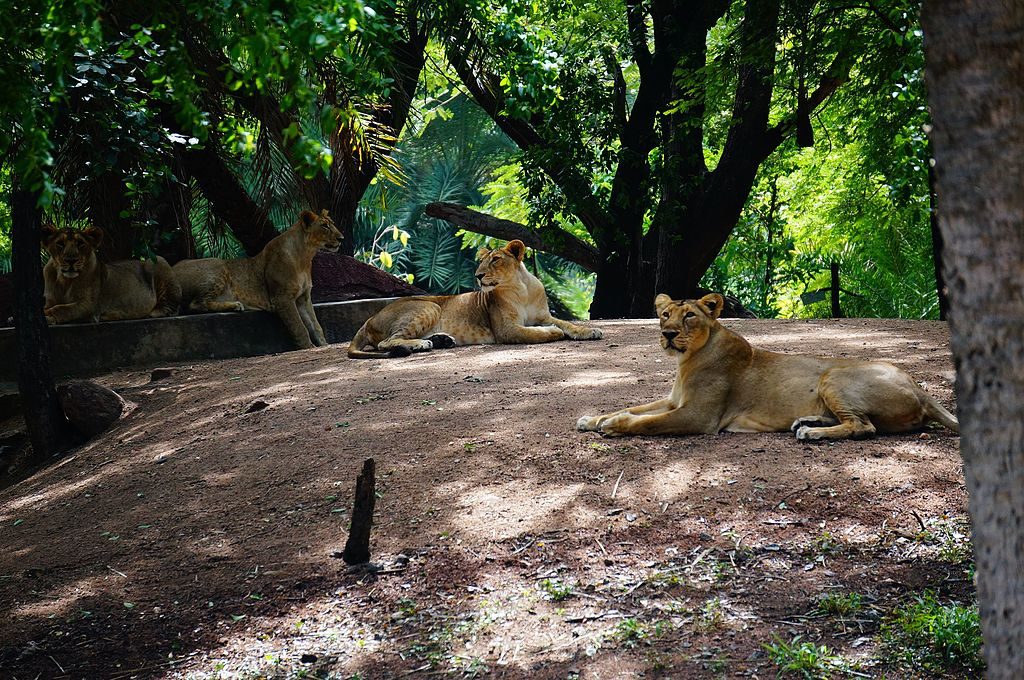 Nehru Zoological Park Hyderabad