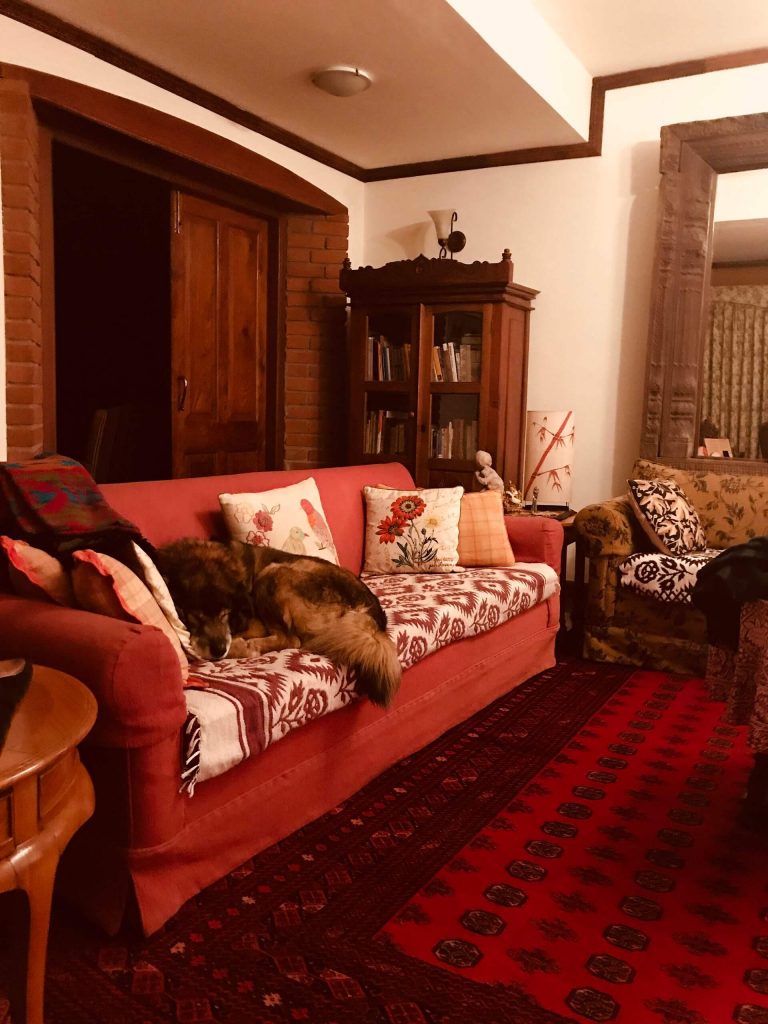 Living room with a dog on the couch