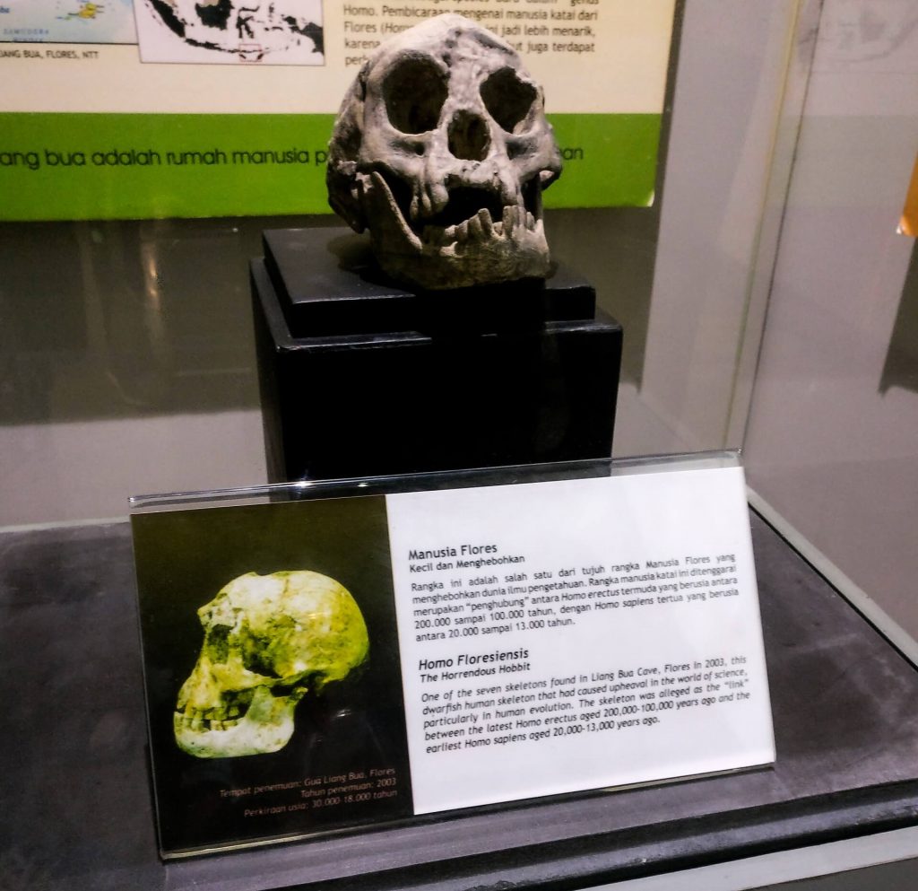 Skull of a Homo-Floresiensis on display