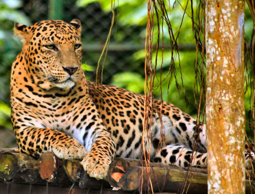 A leopard in Nandankanan