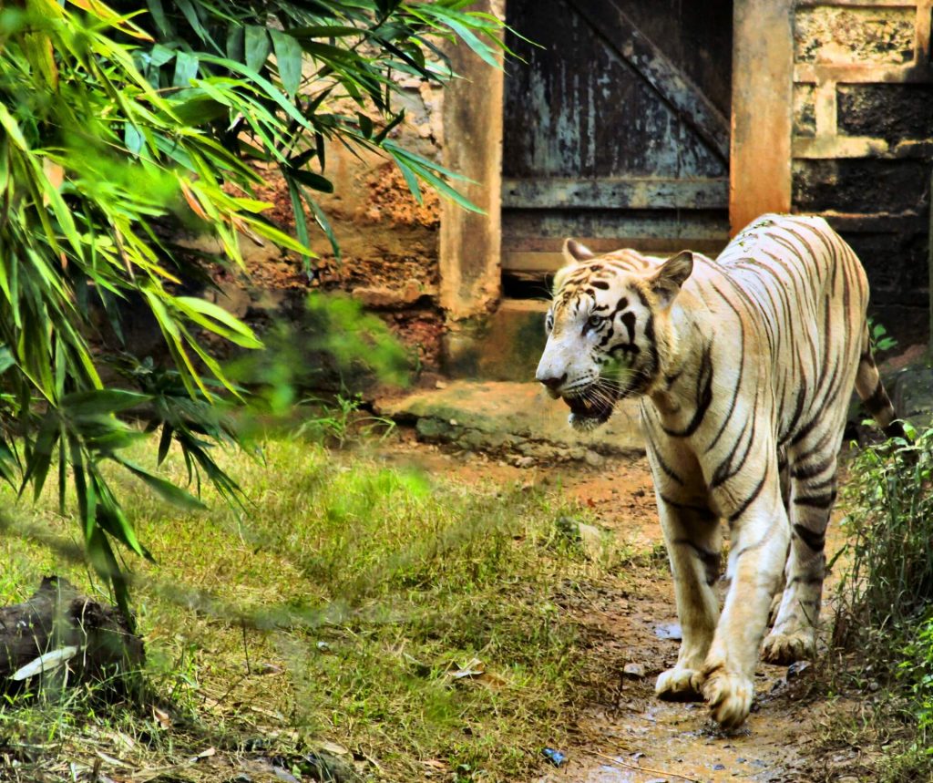 A white tiger in Nandankanan