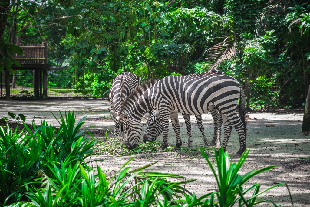 Three zebras eating dry hay