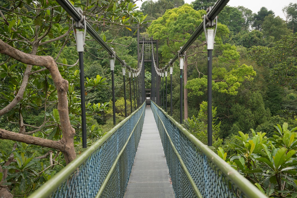 Long freestanding suspension bridge between the two highest points in the Central Catchment. Nature Reserve (MacRitchie) in Singapore.