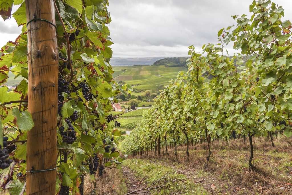 terraced vineyard on a rainy day in September - for more