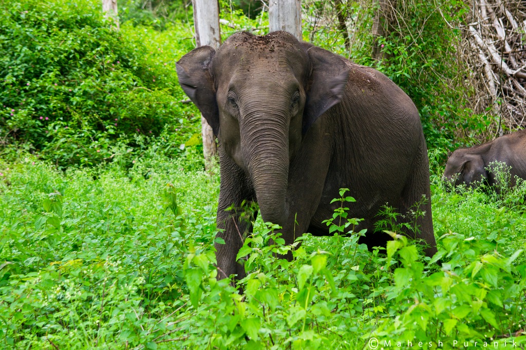 Wild Elephant at forest