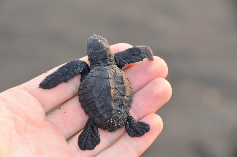 Save the Olive ridley turtles – Work as a volunteer in exotic destinations across the world!