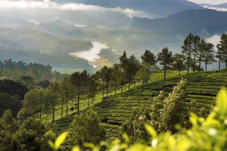7 Places To Visit In Munnar For A Perfect Vacation