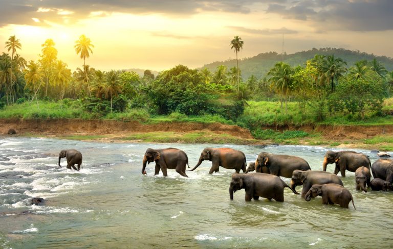Here Are The Best Destinations For Animal Lovers