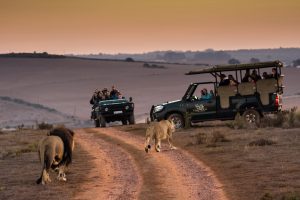 Tourists viewing lions on morning safaris in Africa guided safari based on your Zodiac Sign