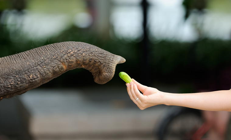 Feeding an Elephant