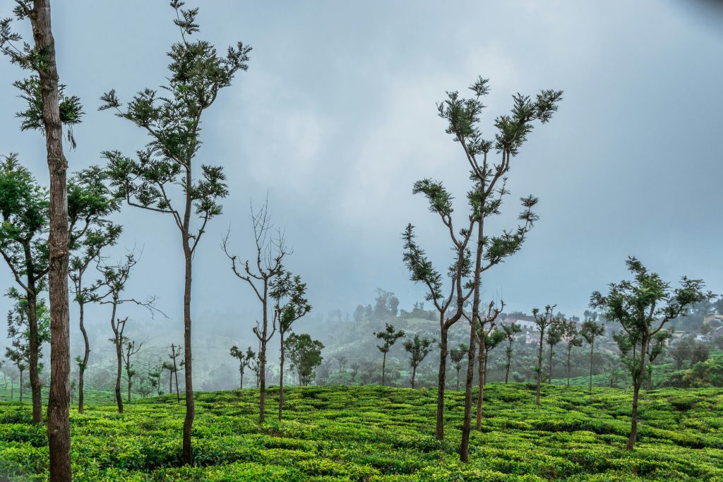 Top Things To See In Coonoor