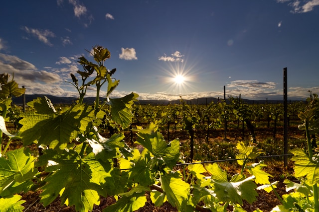 Vineyards to visit