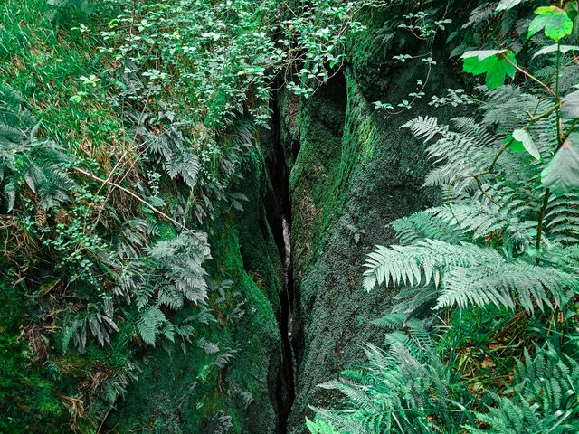 Puzzlewood