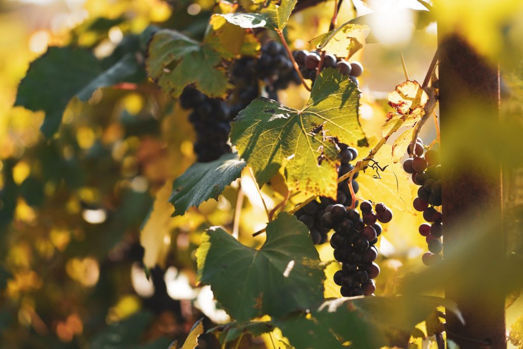 Best Wine Regions