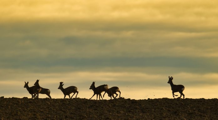 animal experiences, (Image Source: Pexels) animal experiences