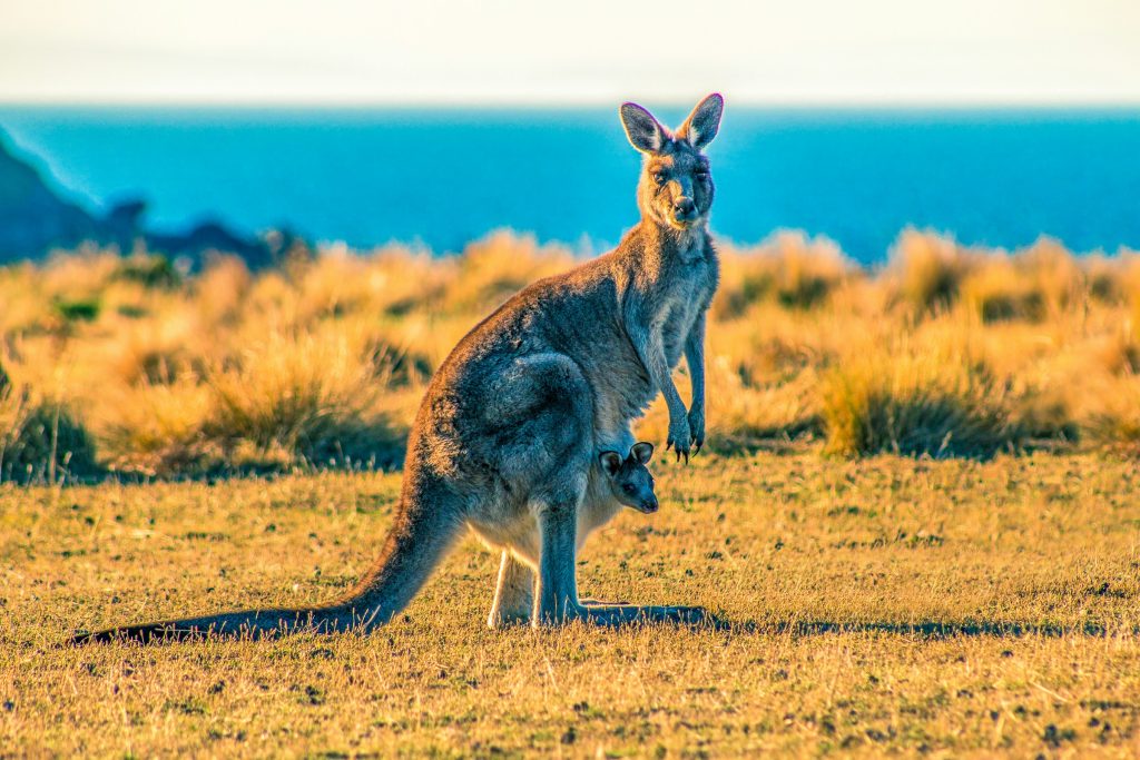 Wildlife Experiences in Australia