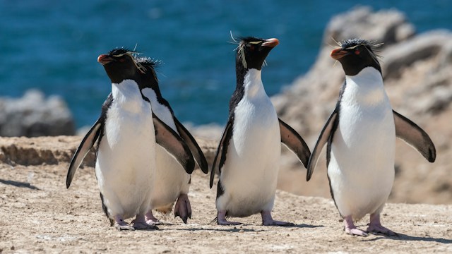 australian wildlife
