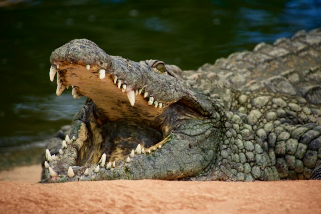 australian wildlife