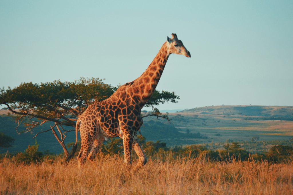 Guided Safari Is A MUST In South Africa