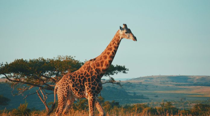Guided Safari Is A MUST In South Africa (Image Source: Unsplash) Guided Safari Is A MUST In South Africa