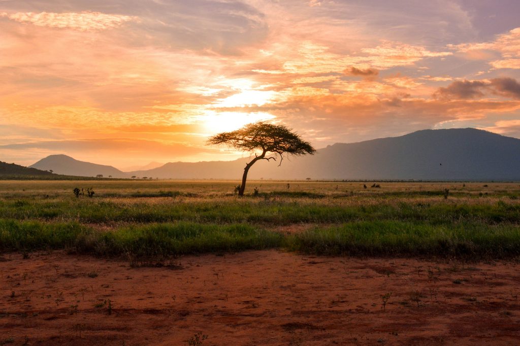 South Africa Safari