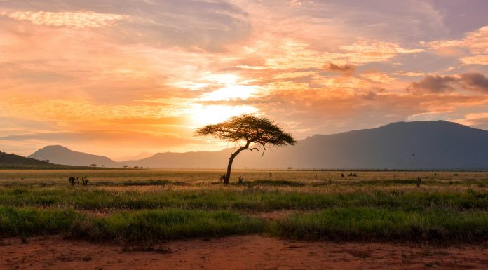 South Africa Safari (Image Source: Unsplash) South Africa Safari