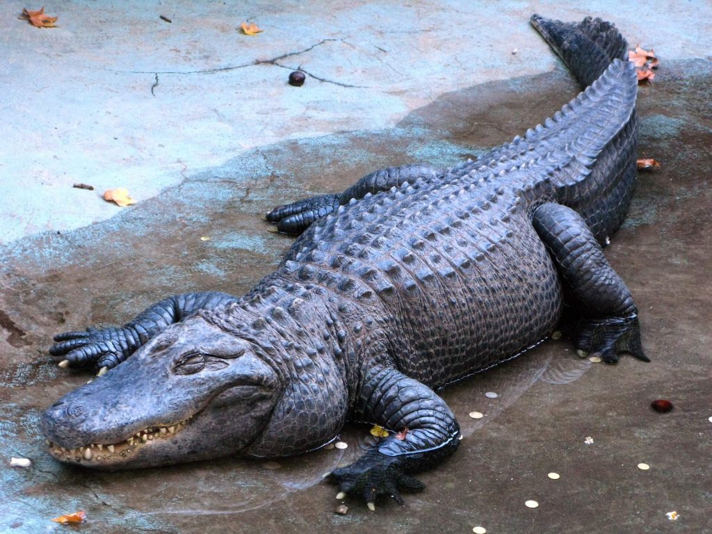Muja the alligator from Belgrade Zoo