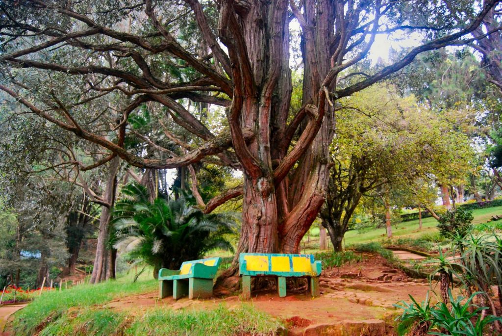 Sim'a park, Coonoor - things to see in Coonoor