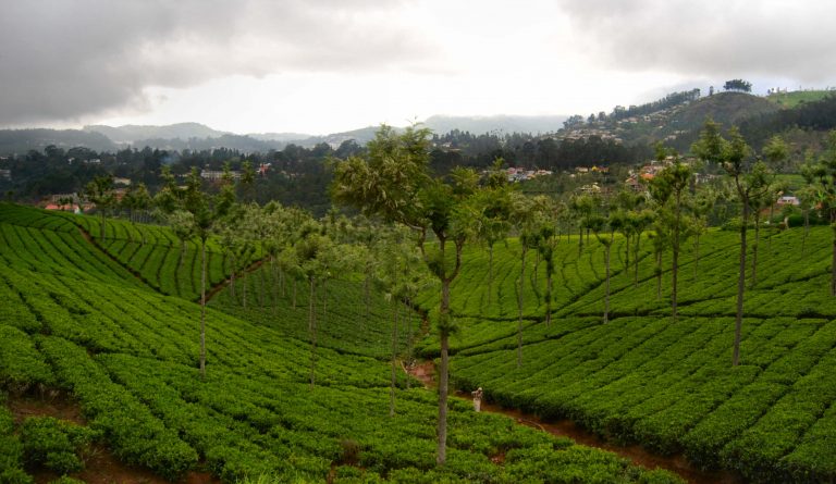 6 Top Things To See In Coonoor