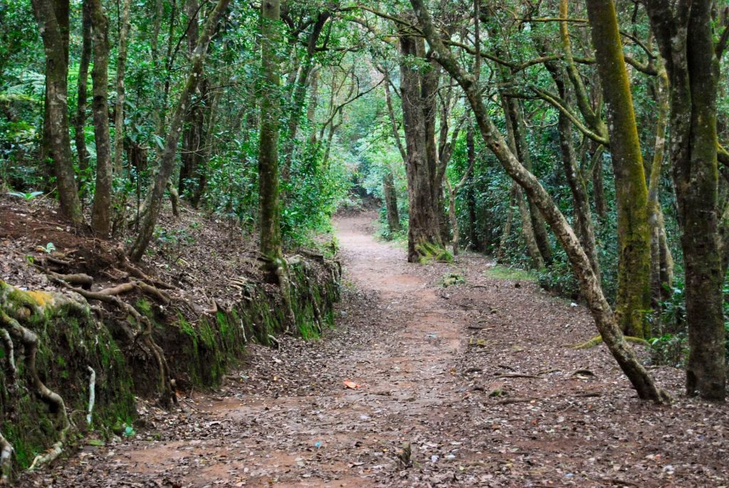 Trek path to Dolphin's Nose