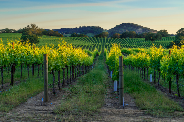 Sunset in the vineyards of Sonoma County, CA