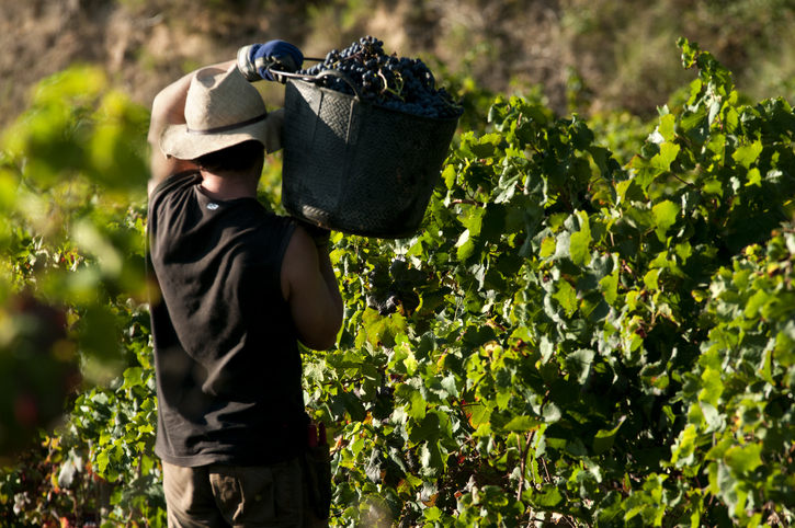 Man taking red grapes in a vineyard, Catalonia, Spain